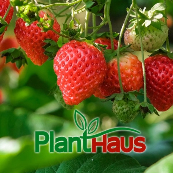 PlantHaus